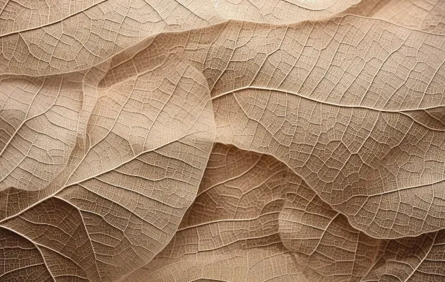Primer plano de una hoja seca beige con relieve y nervaduras.