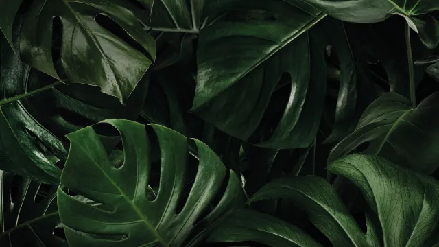Hojas de monstera verde oscuro superpuestas.